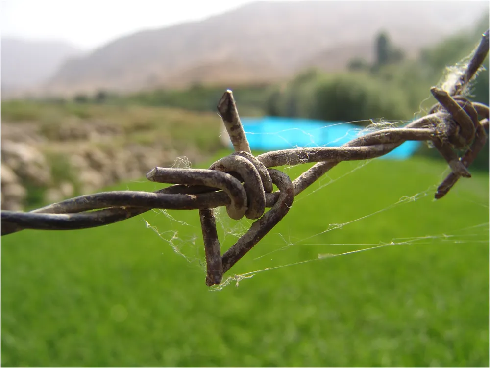 Traditional Barbed Wire