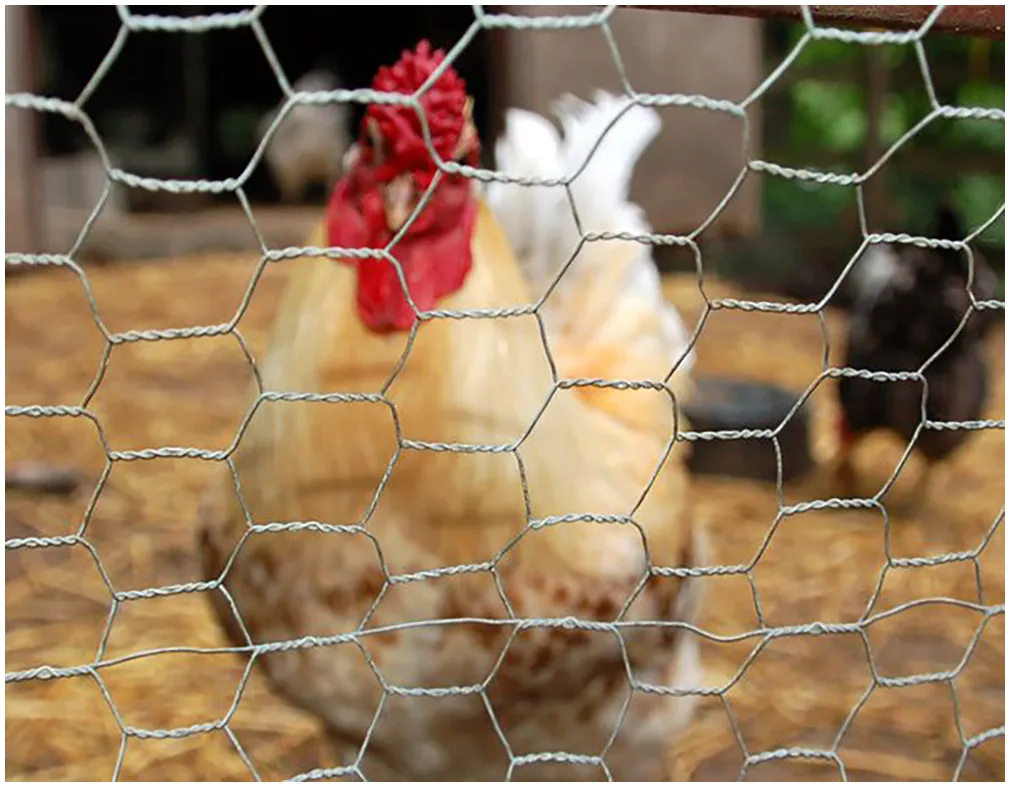 What is Chicken Wire